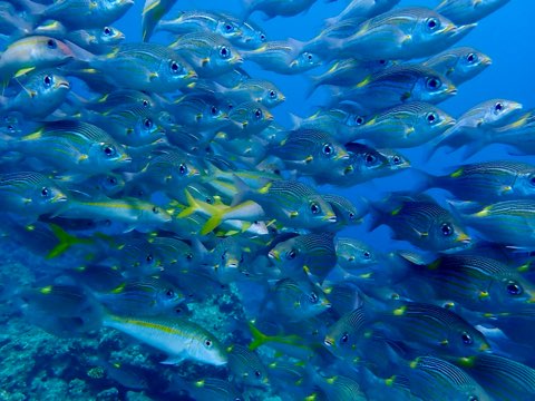 魚の群れ奄美大島