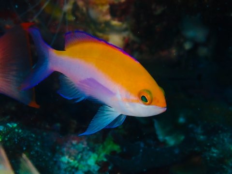 フタイロハナゴイ