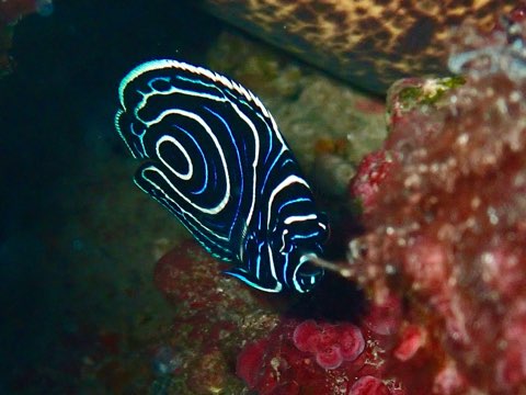 タテジマキンチャクダイ幼魚