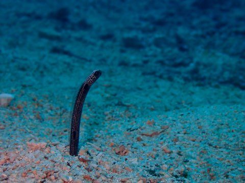 ブラックガーデンイール