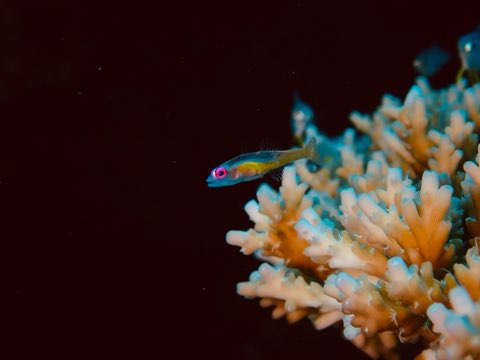 アカメハゼ