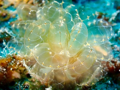ミヤビウロコウミウシ