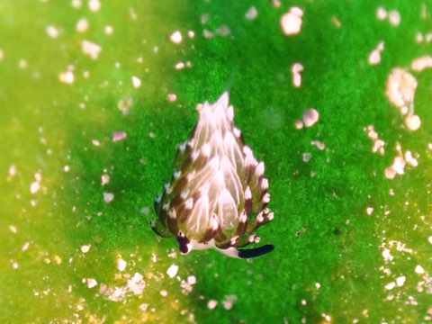 モウミウシ