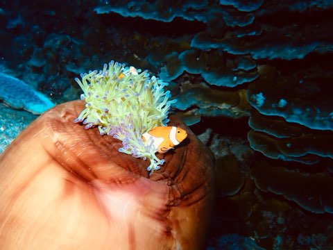 カクレクマノミ