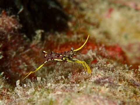 ミカズキコモンエビ