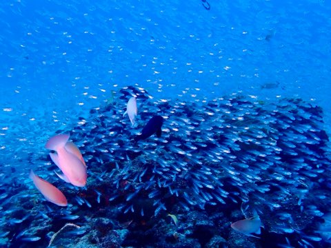 魚が多い場所