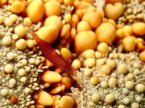 ヒトデヤドリエビ