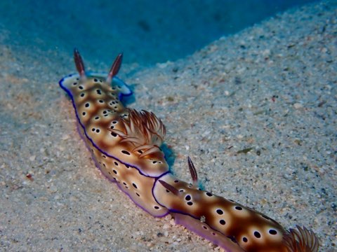 ウミウシ奄美大島