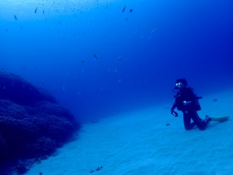 コモンシコロサンゴ奄美大島