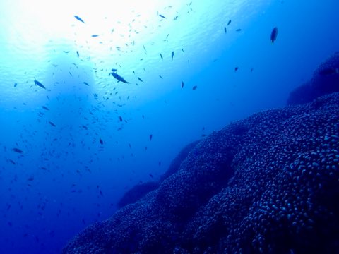 コモンシコロサンゴ奄美大島
