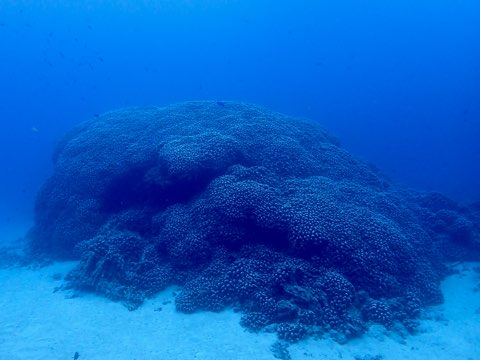 コモンシコロサンゴ奄美大島