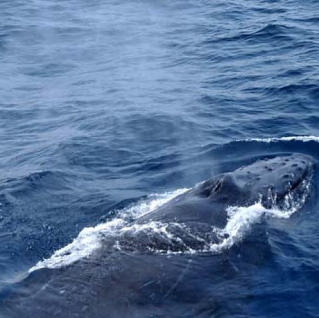 奄美大島ホエールウォッチング