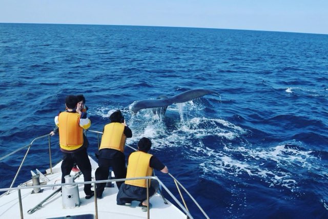 奄美大島ホエールウォッチング