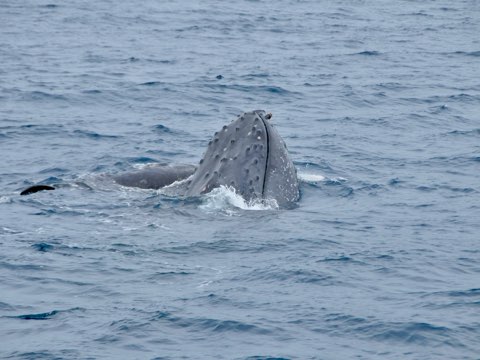 奄美大島ホエールウォッチング
