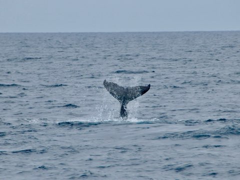 奄美大島ホエウォッチング