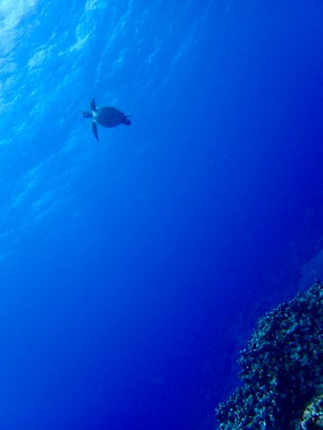 ウミガメダイビング