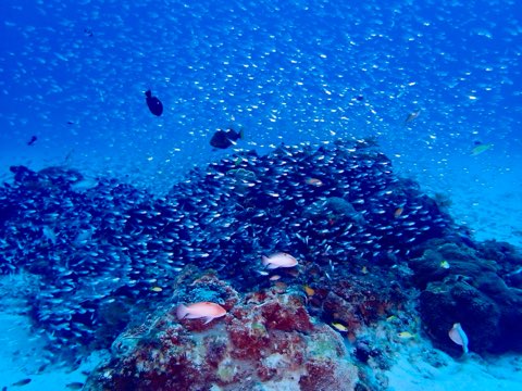 奄美大島ダイビング