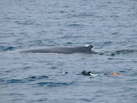 ホエールスイム奄美