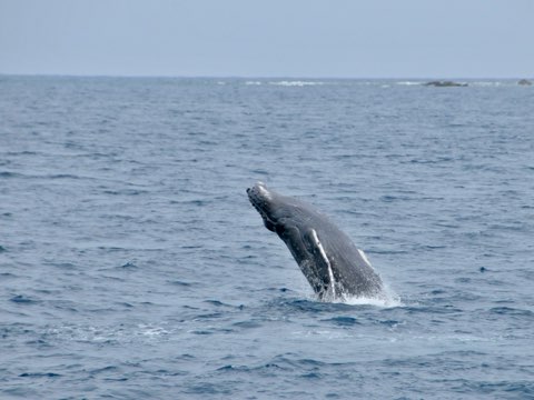 奄美大島ホエールウォッチング