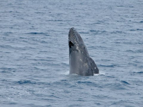 奄美大島ホエールウォッチング