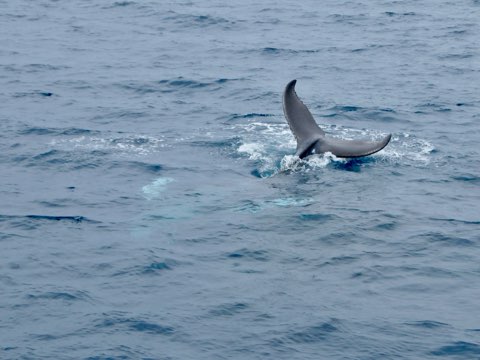 ザトウクジラ奄美