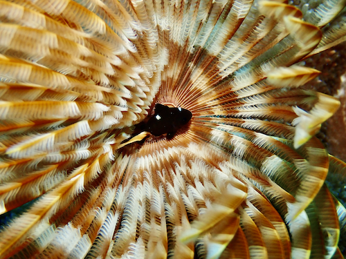 幼魚 奄美大島