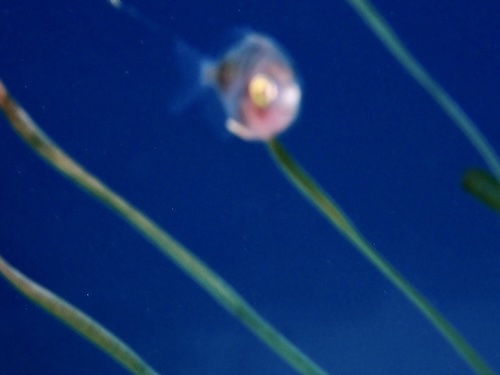 クラゲと魚