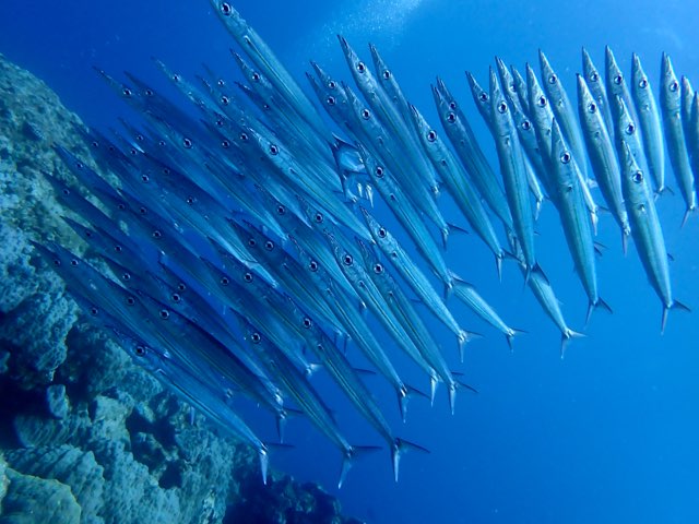 奄美大島カマスの群れ
