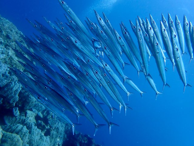 奄美大島カマスの群れ