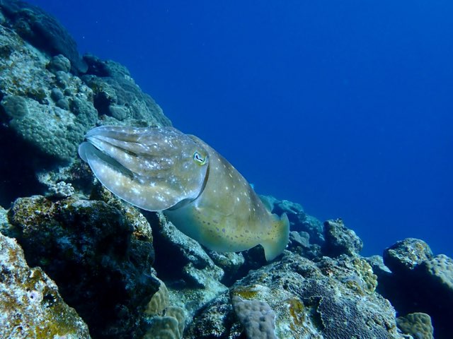 奄美大島イカの産卵