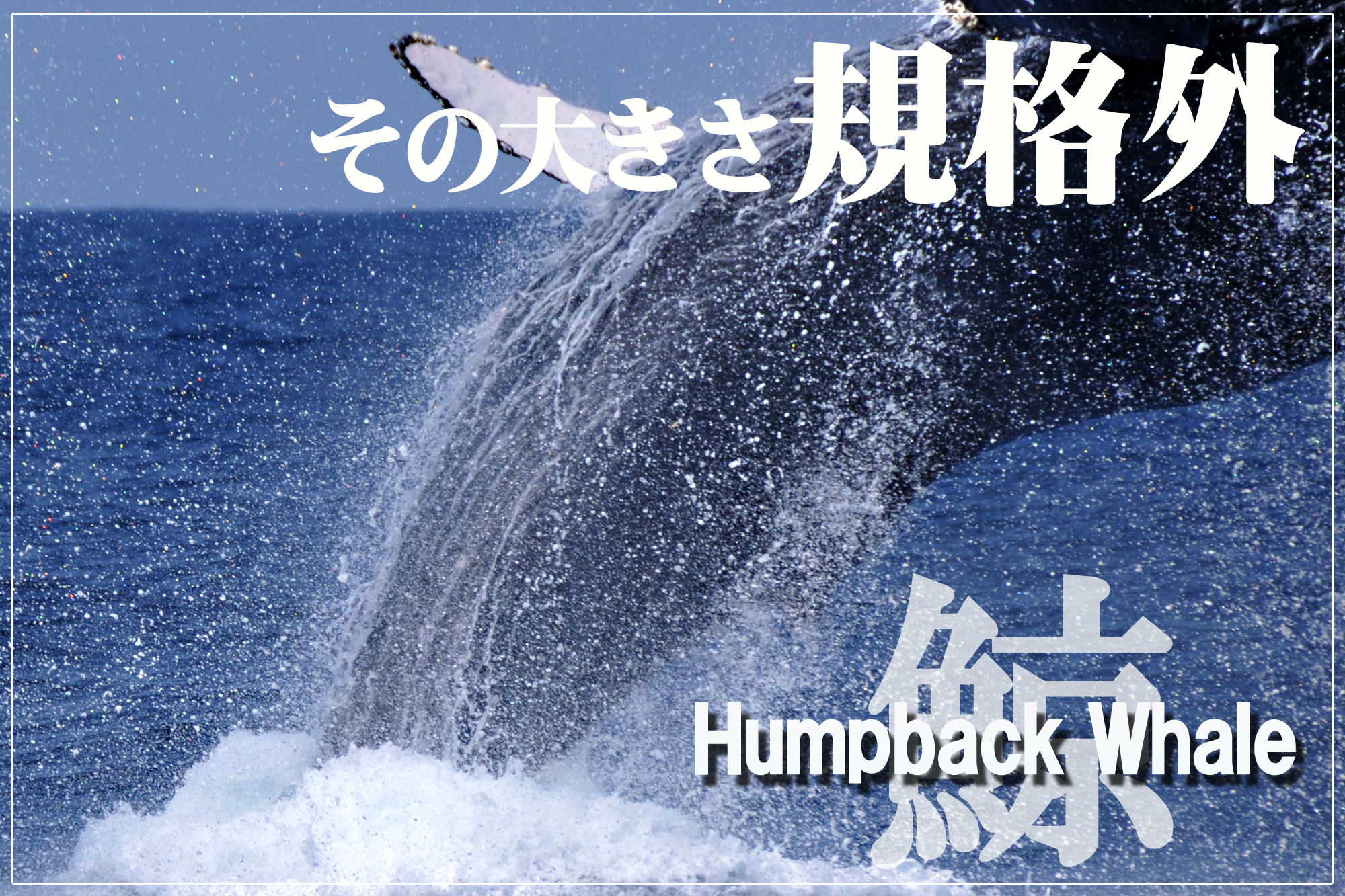 ホエールウォッチング