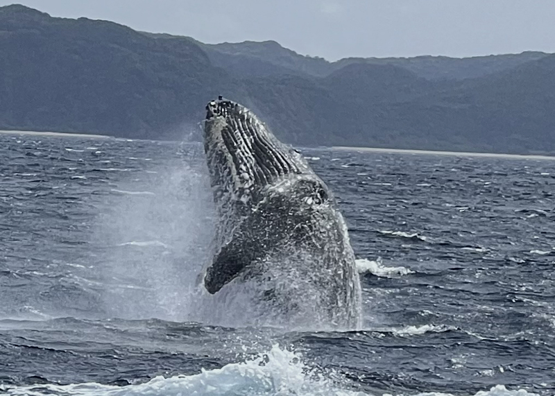 コブシメの産卵にクジラがドボーン！