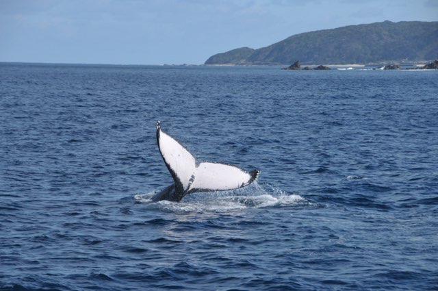 ザトウクジラと目があった日