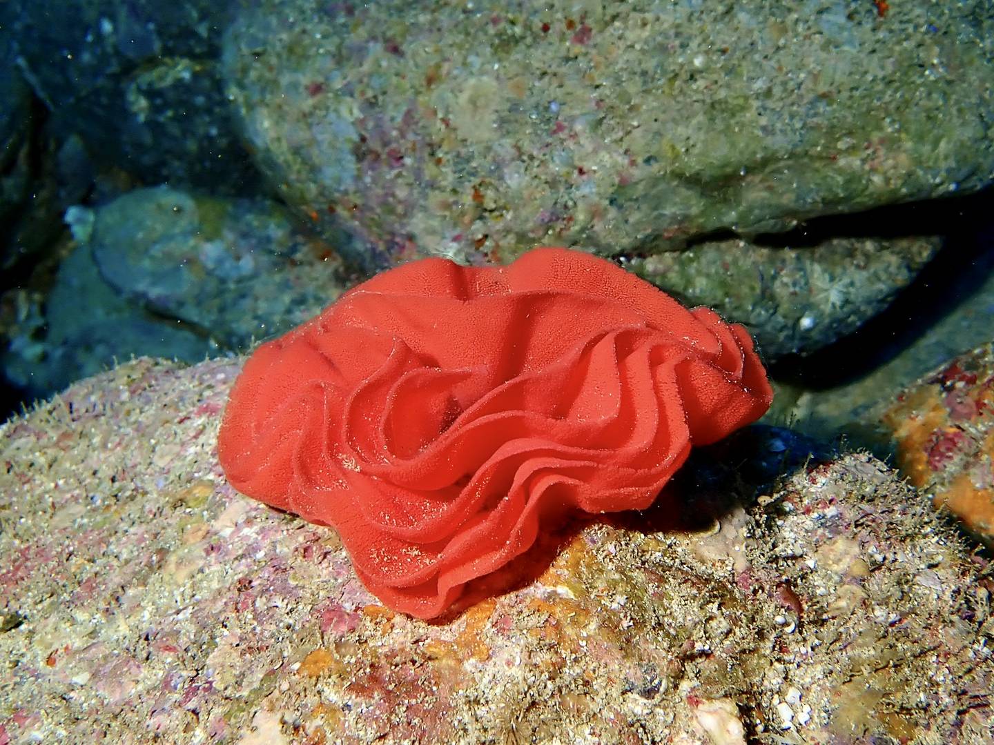 海に咲くバラの花