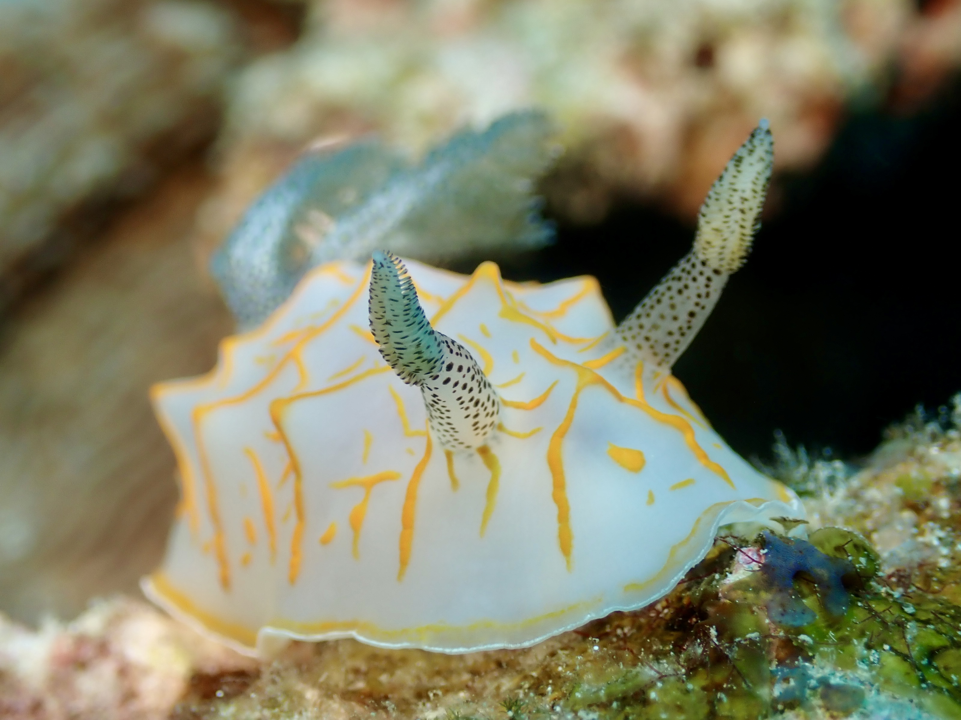 水中でイルカ見たり、マダラトビエイ見た日