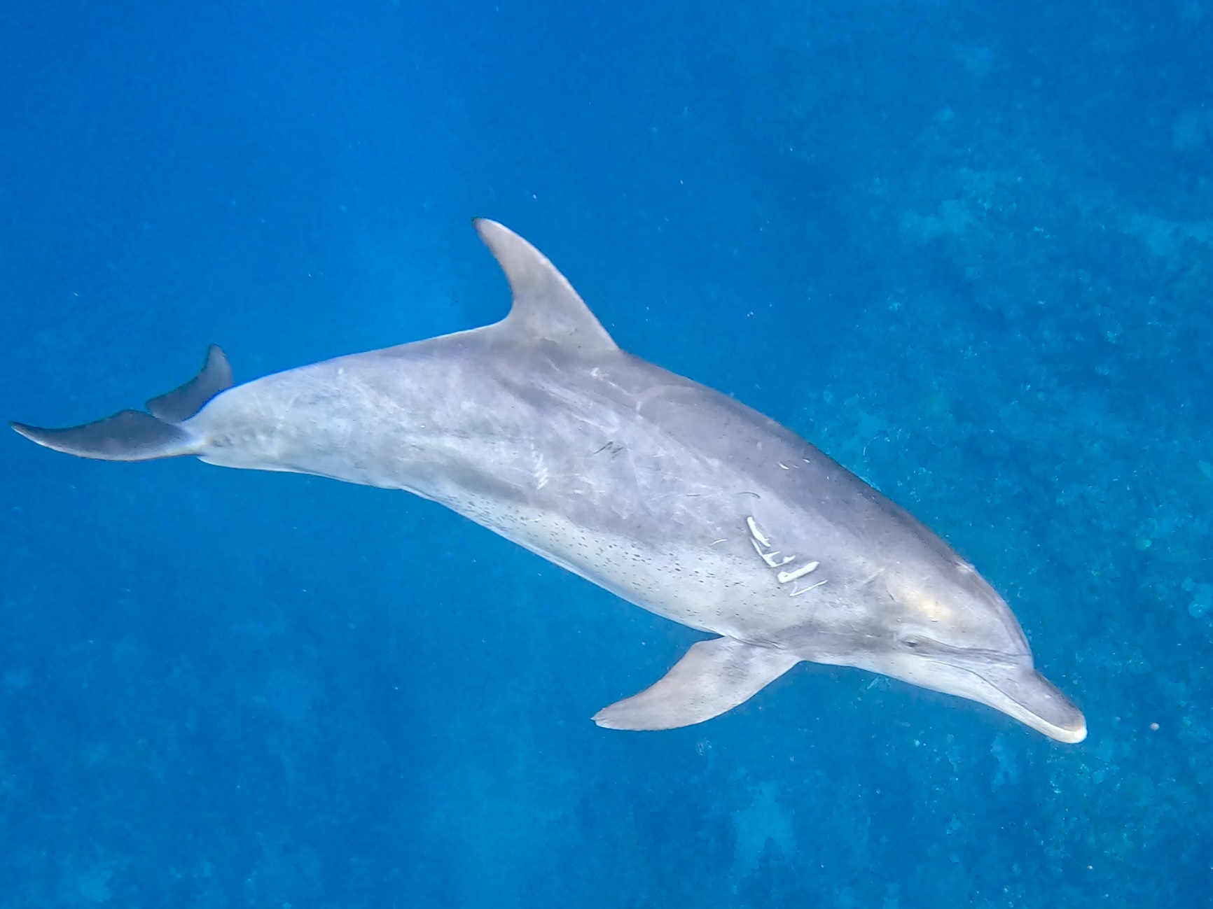 「イルカと泳いで、クジラ見た」贅沢な日