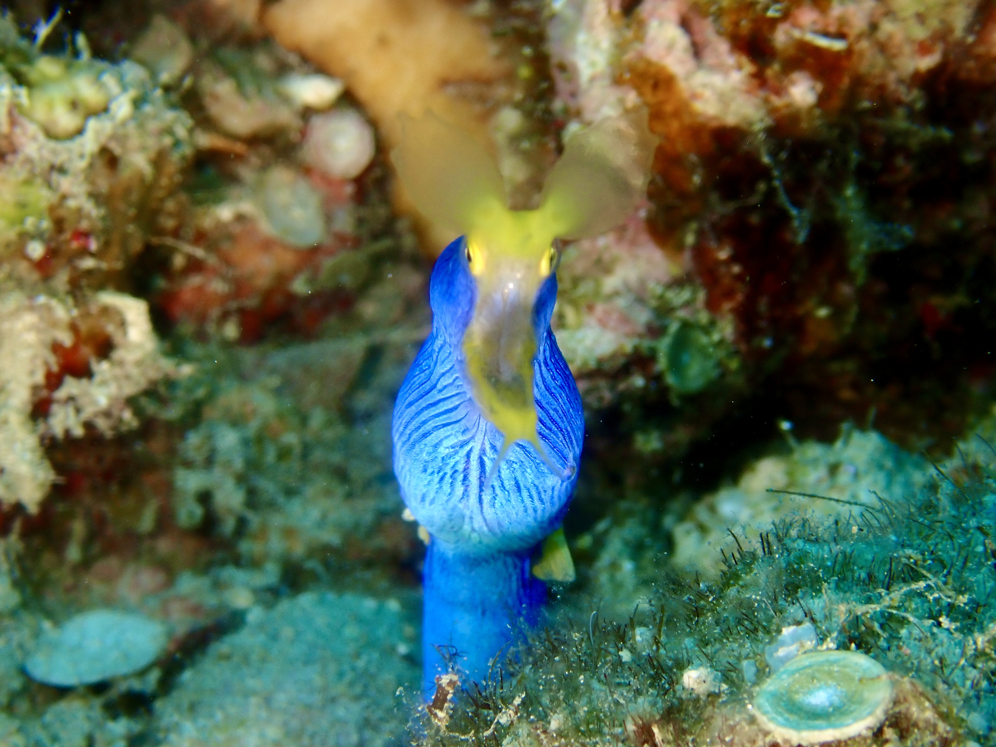 奄美の生き物達