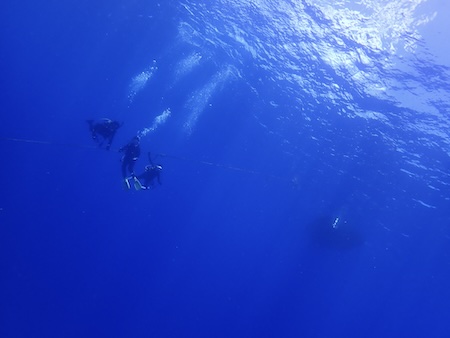イルカにサメに、今日も海は大賑わい！